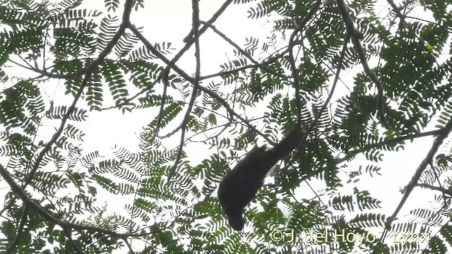 White-streaked Friarbird - ML201405921