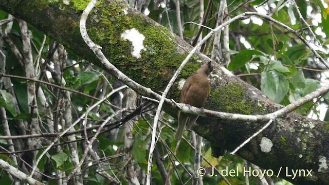 Halmahera Oriole - ML201405961