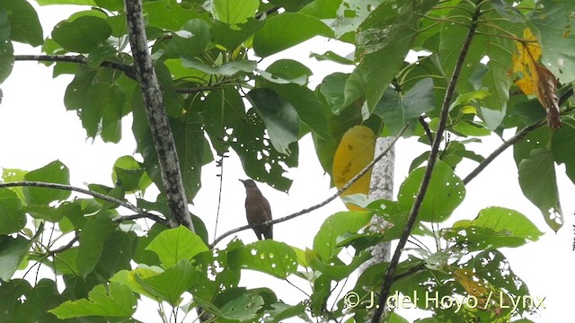 Halmahera Oriole - ML201405971