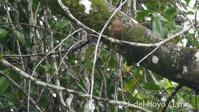 Loriot d'Halmahera - ML201405981