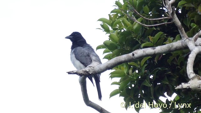 Moluccan Cuckooshrike - ML201406081