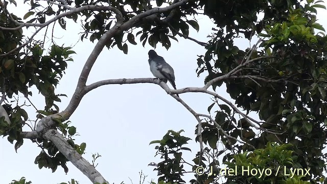 Moluccan Cuckooshrike - ML201406091