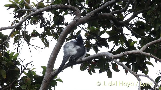 Moluccan Cuckooshrike - ML201406101