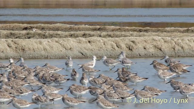 Nordmann's Greenshank - ML201406701