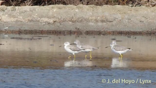 Nordmann's Greenshank - ML201406721