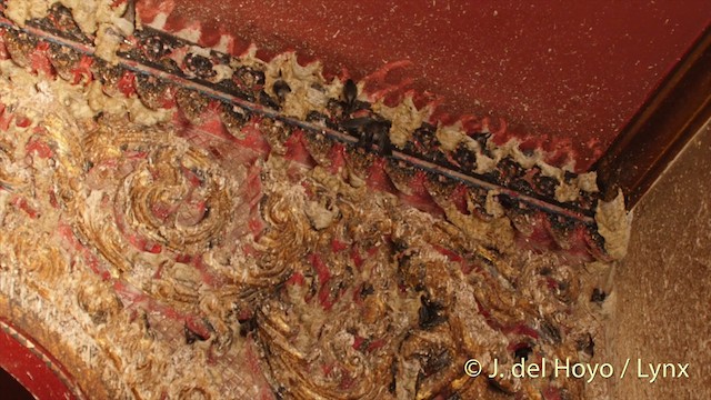 White-nest Swiftlet (Germain's) - ML201406751
