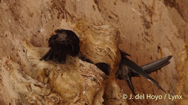 White-nest Swiftlet (Germain's) - ML201406761