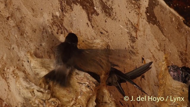 White-nest Swiftlet (Germain's) - ML201406771