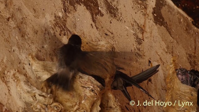 Germain's Swiftlet - ML201406771