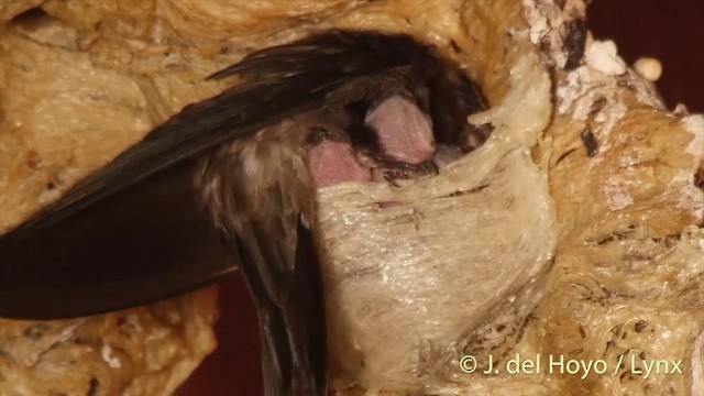 White-nest Swiftlet (Germain's) - ML201406781