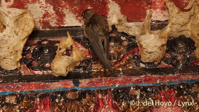 White-nest Swiftlet (Germain's) - ML201406791