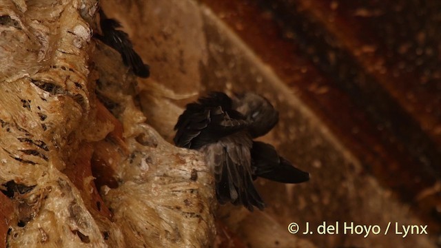 White-nest Swiftlet (Germain's) - ML201406801