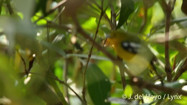 Common Iora - ML201406811