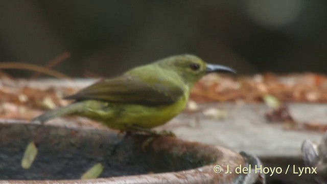 Braunkehl-Nektarvogel - ML201406821