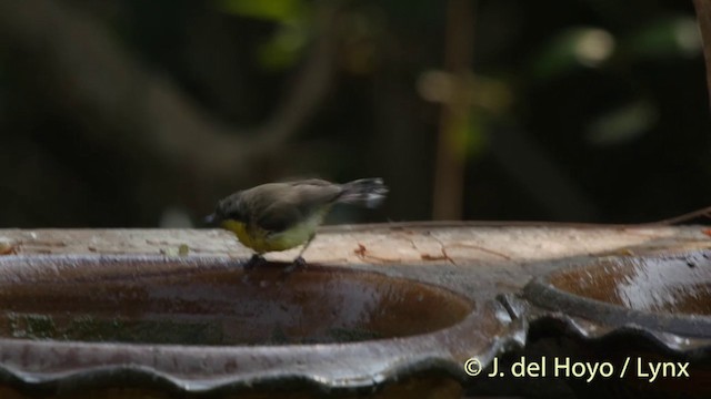 Golden-bellied Gerygone - ML201406831