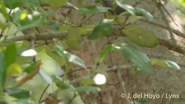Golden-bellied Gerygone - ML201406841