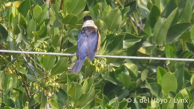 Black-capped Kingfisher - ML201406851