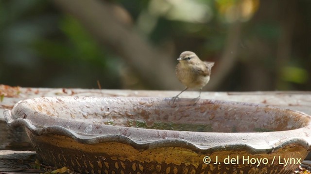 Dusky Warbler - ML201406861