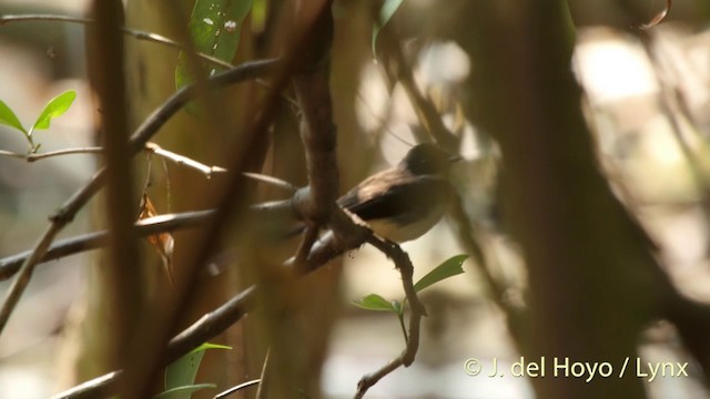 Ошейниковая веерохвостка - ML201406871