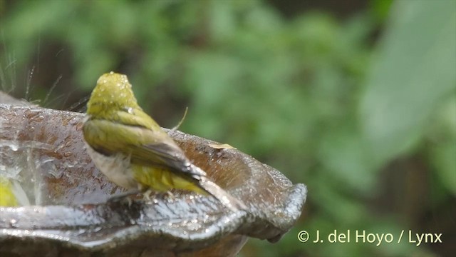 Swinhoe's White-eye - ML201406881