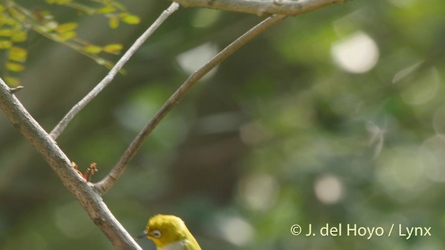 Swinhoe's White-eye - ML201406901