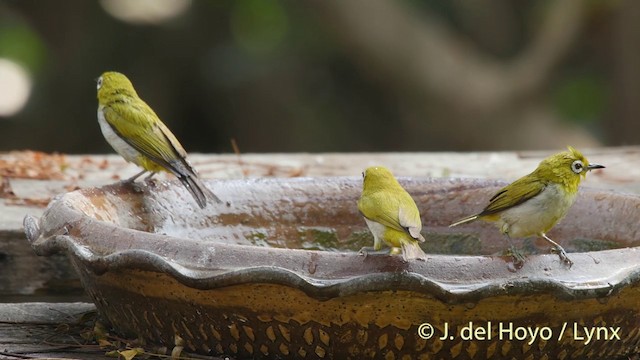 Swinhoe Gözlükçüsü - ML201406911