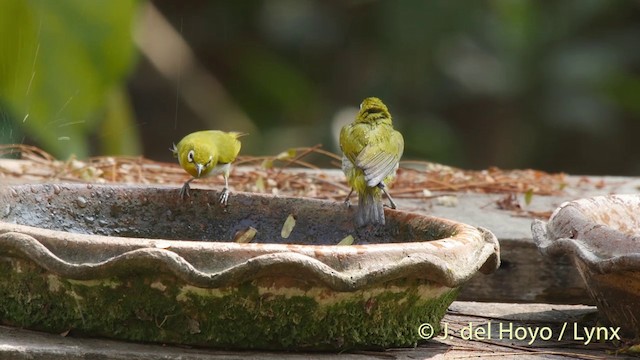 Swinhoe's White-eye - ML201406921