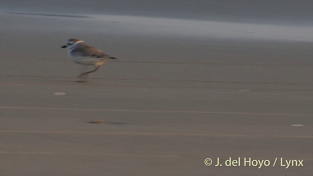 White-faced Plover - ML201406931