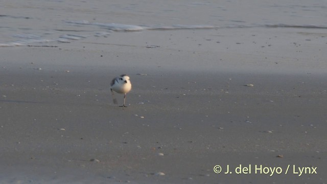 White-faced Plover - ML201406941