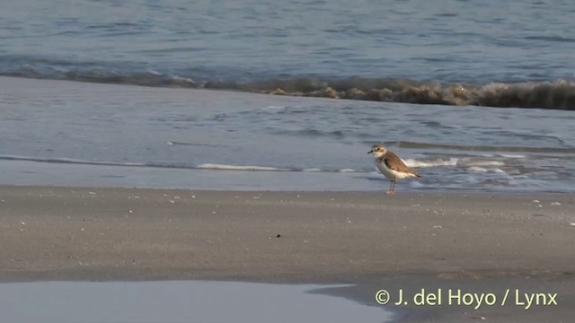 Kentish Plover (Kentish) - ML201406951