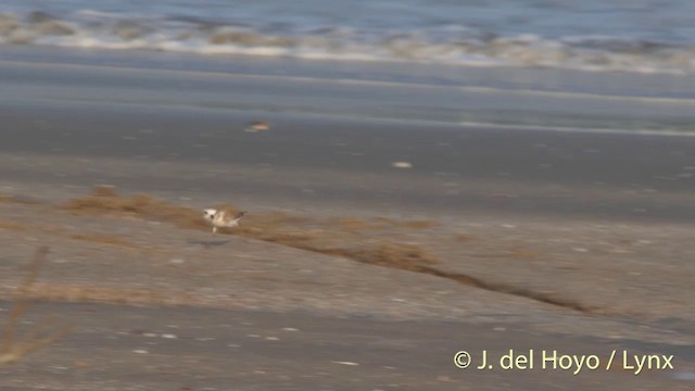 White-faced Plover - ML201406961