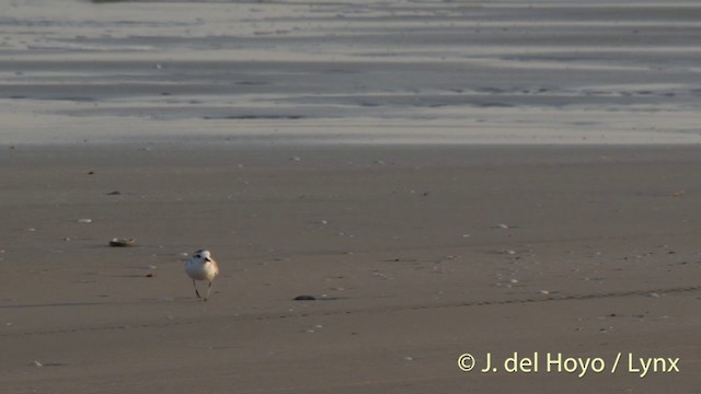 White-faced Plover - ML201406971