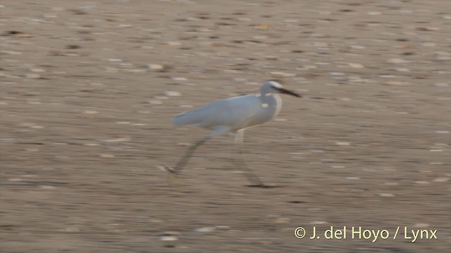 Aigrette de Chine - ML201406981