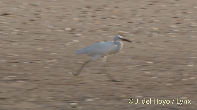 カラシラサギ - ML201406981