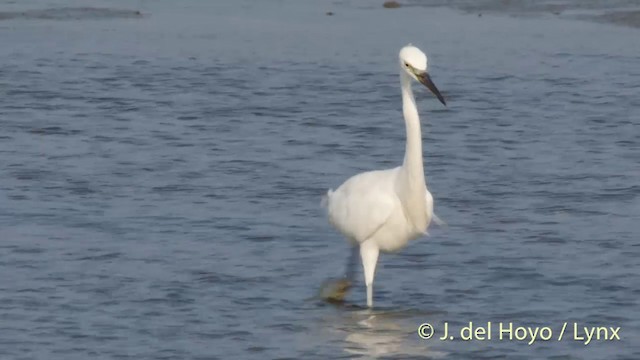 Aigrette de Chine - ML201407001