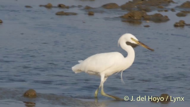 Garceta China - ML201407081