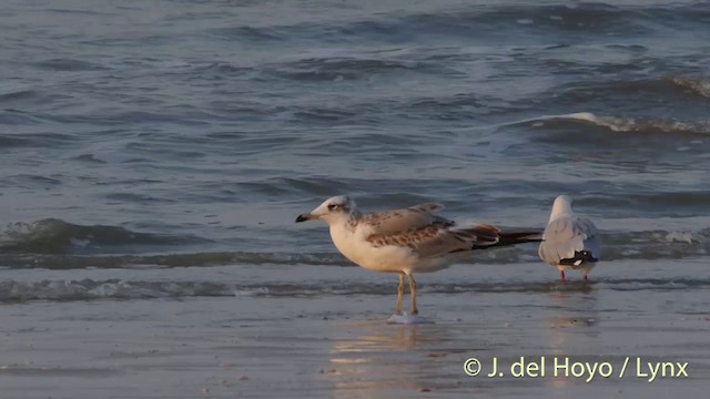 Pallas's Gull - ML201407091