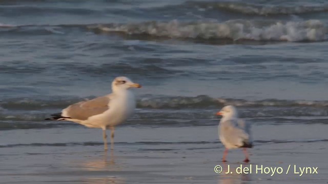 Pallas's Gull - ML201407101