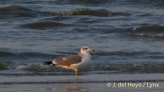 Pallas's Gull - ML201407111