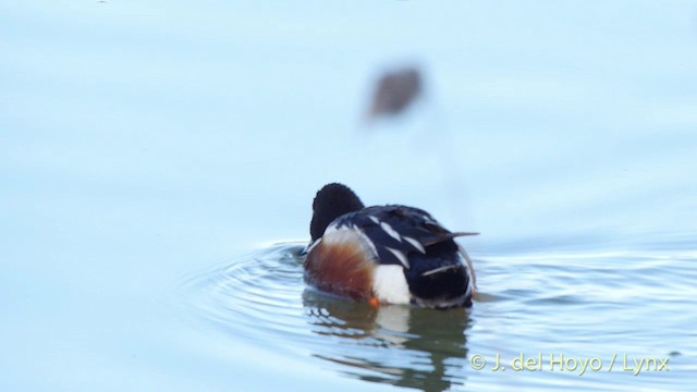 Northern Shoveler - ML201407221