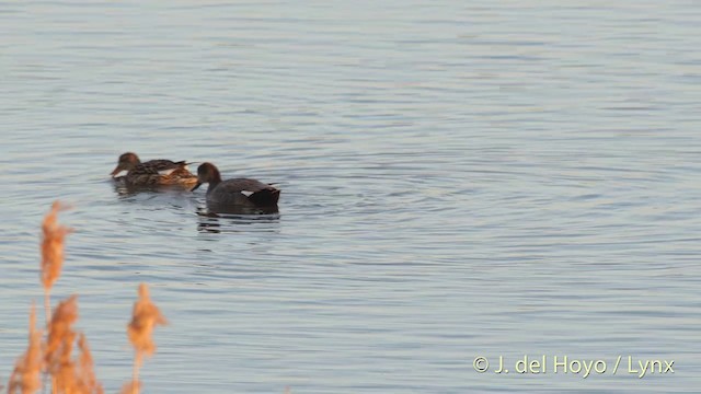 Gadwall - ML201407241