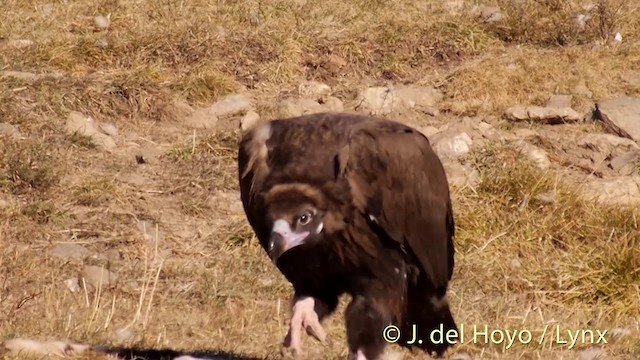 Cinereous Vulture - ML201407421