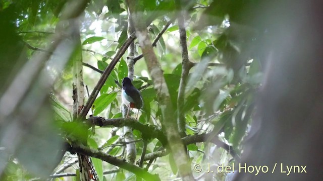 Ivory-breasted Pitta (Ivory-breasted) - ML201407881