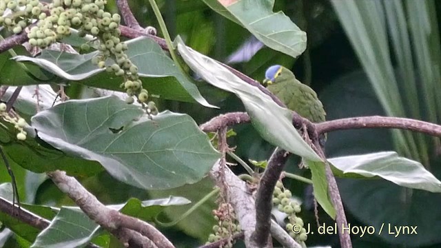 Mavi Tepeli Meyve Kumrusu - ML201408011