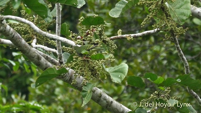 Blue-capped Fruit-Dove - ML201408021