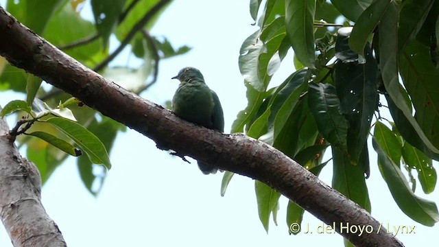 Blue-capped Fruit-Dove - ML201408031