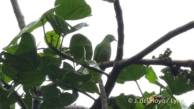 Blue-capped Fruit-Dove - ML201408041