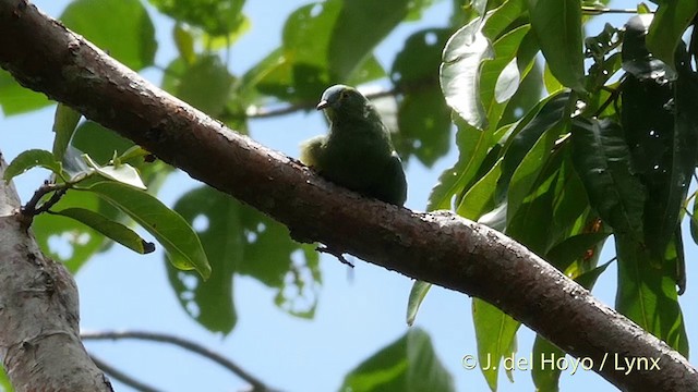 Blue-capped Fruit-Dove - ML201408051