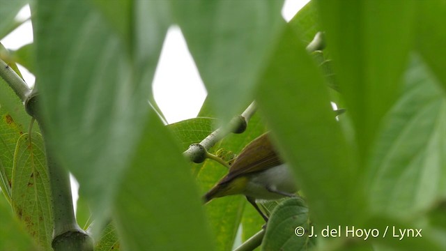 Braunscheitel-Brillenvogel (fuscifrons) - ML201408091