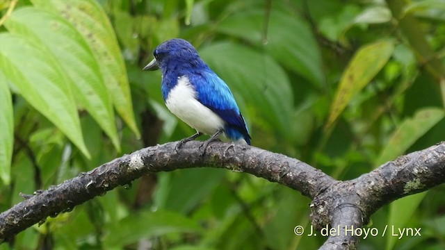 Blue-and-white Kingfisher - ML201408111